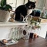 black_and_white, blinds, cat, container, countertop, curious, decor, domestic, dry_goods, food_storage, furniture, glass_bottles, indoor, jars, kitchen, pet, plant, red_cloth, shelf, window