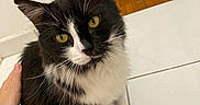 Rico a rejoint le concours — aidez-le/la à gagner de superbes lots ! affection, animal, black_and_white, cat, companion, curious, cute, domestic_cat, floor, fluffy, fur, hand, indoor, looking_up, pet, sitting, tile_floor, whiskers, wooden_floor, yellow_eyes
