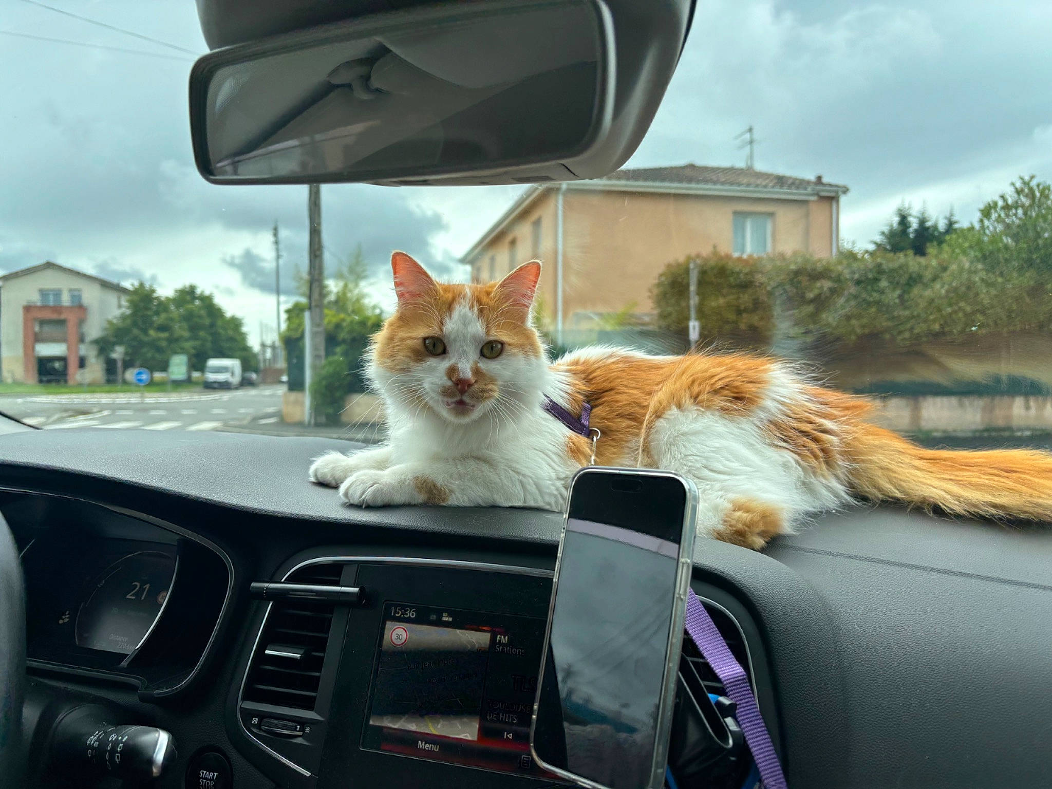 Loki a rejoint le concours — aidez-le/la à gagner de superbes lots ! automotive_design, automotive_exterior, automotive_lighting, automotive_mirror, car, carnivore, cat, cloud, felidae, hood, light, mammal, mirror, mode_of_transport, motor_vehicle, plant, rear_view_mirror, sky, vehicle, window
