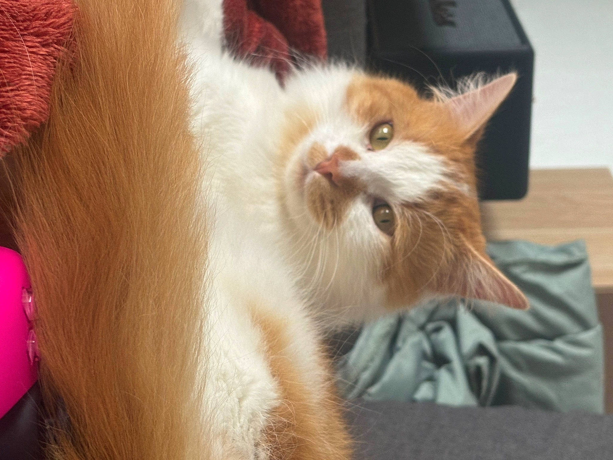 Loki participe au concours pour gagner de l'argent avec cette photo : box, carnivore, cat, claw, comfort, domestic_short_haired_cat, ear, eye, fawn, felidae, fur, paw, small_to_medium_sized_cats, snout, tail, whiskers