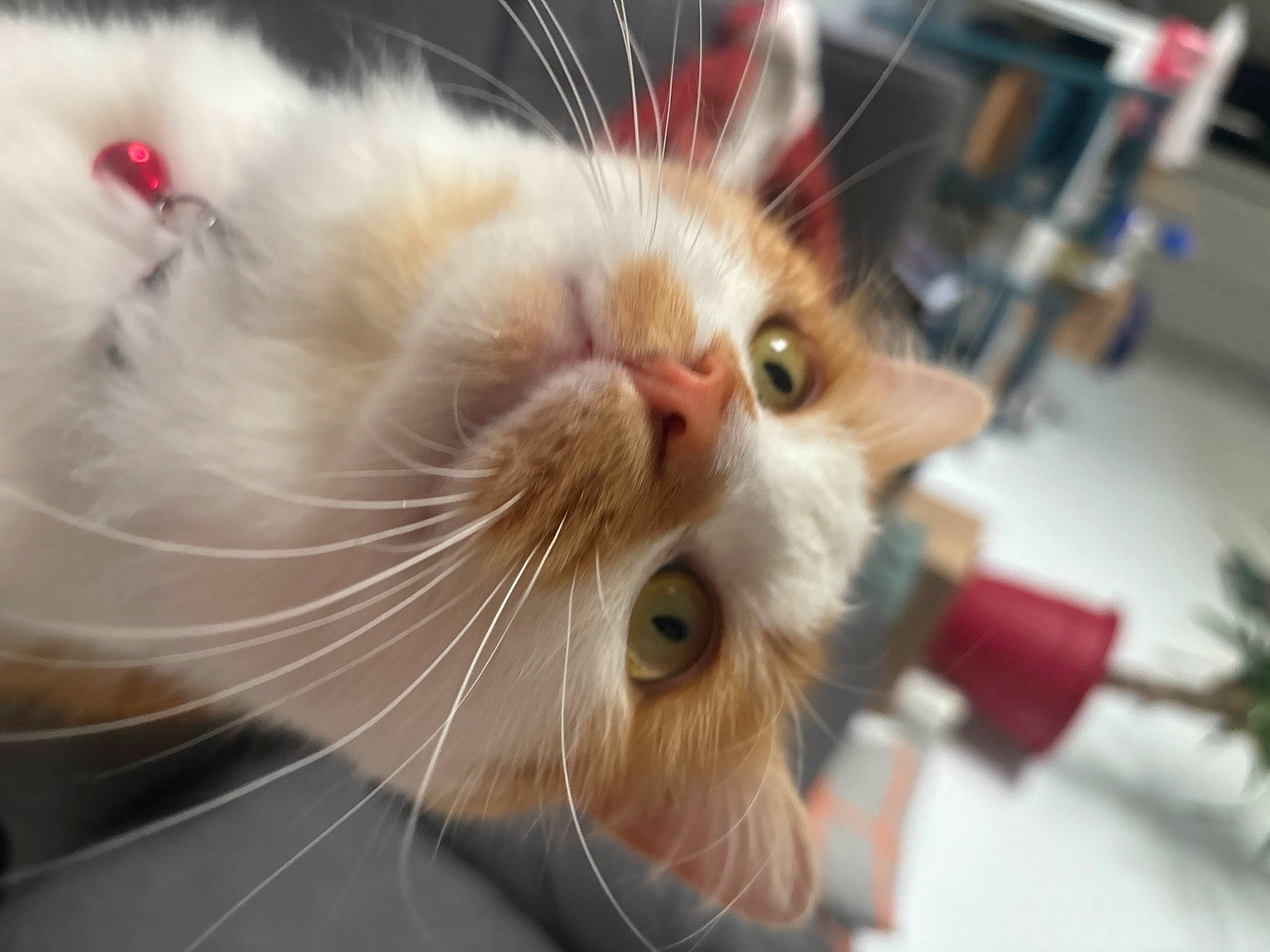 Loki a rejoint le concours — aidez-le/la à gagner de superbes lots ! carnivore, cat, claw, domestic_short_haired_cat, ear, fawn, felidae, fur, iris, paw, small_to_medium_sized_cats, snout, whiskers