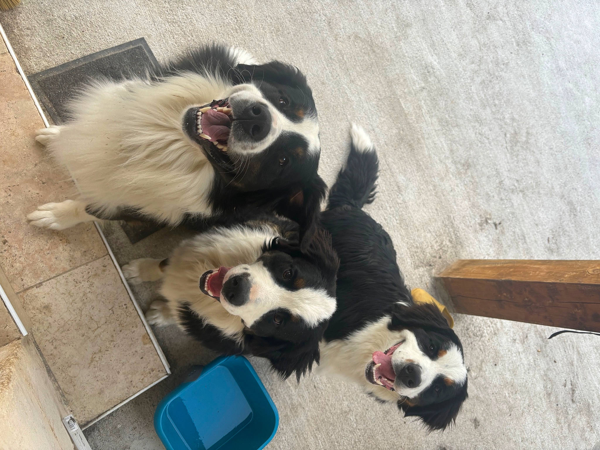 Poppy a rejoint le concours — aidez-le/la à gagner de superbes lots ! border_collie, canidae, carnivore, companion_dog, dog, dog_breed, dog_supply, felidae, fur, german_spitz, herding_dog, non_sporting_group, paw, snout, sporting_group, tail, terrestrial_animal, toy_dog, whiskers, working_dog