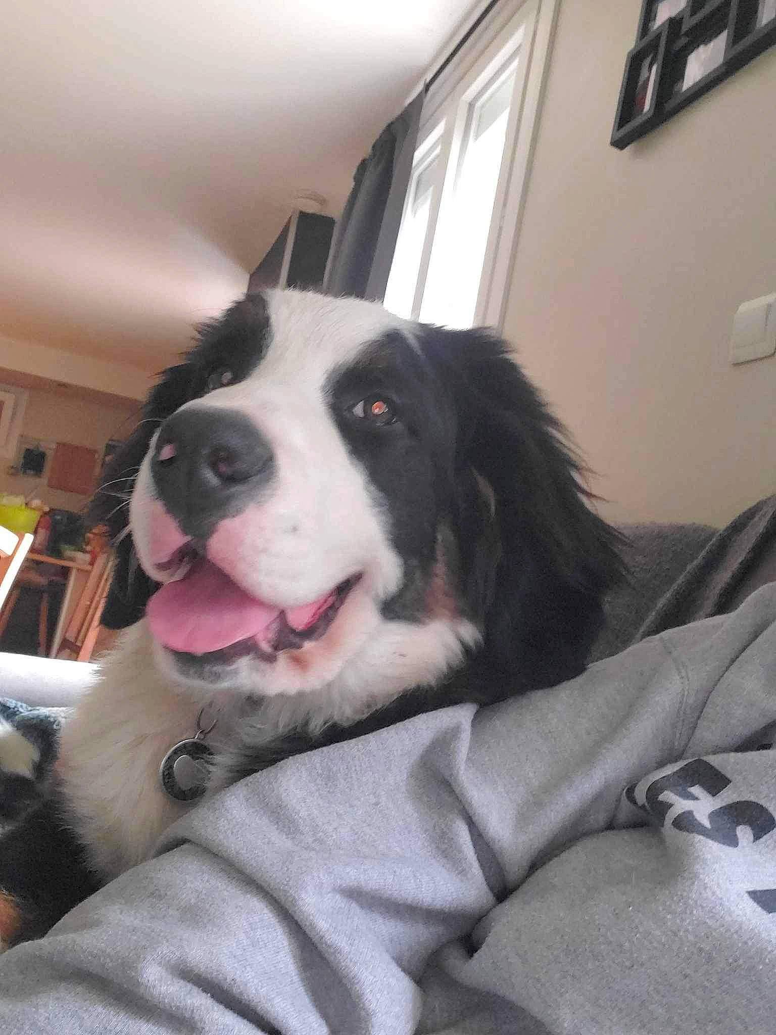 Poppy a rejoint le concours — aidez-le/la à gagner de superbes lots ! bored, carnivore, comfort, companion_dog, dog, dog_breed, door, fur, non_sporting_group, snout, sporting_group, terrestrial_animal, window, working_animal, working_dog