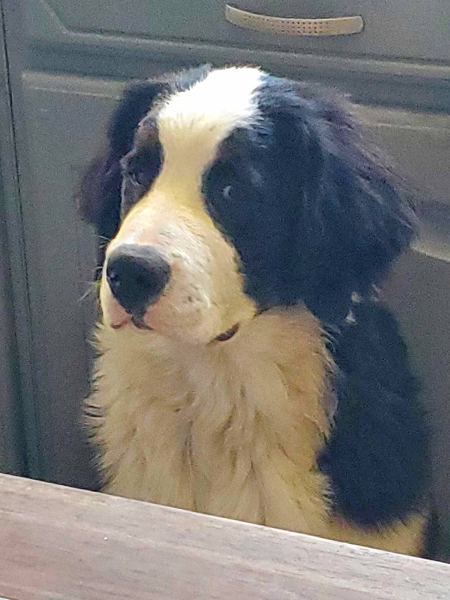 Poppy a rejoint le concours — aidez-le/la à gagner de superbes lots ! border_collie, canidae, carnivore, companion_dog, dog, dog_breed, door, fur, gun_dog, herding_dog, snout, sporting_group, terrestrial_animal, whiskers, working_animal, working_dog