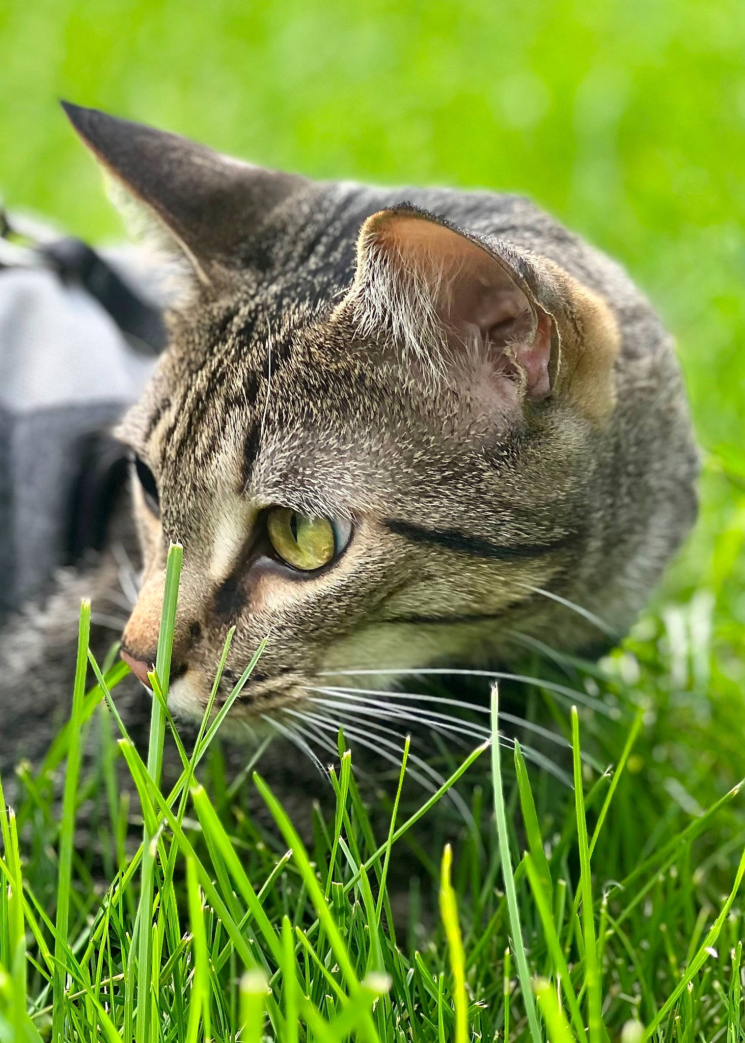 Stitch is registered to the contest to win money with this photo: carnivore, cat, domestic_short_haired_cat, felidae, fur, grass, grassland, groundcover, pasture, plant, small_to_medium_sized_cats, snout, terrestrial_animal, tree, whiskers, wildlife