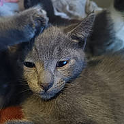 Rambo joined the competition — help win amazing prizes! cat, kitten, gray_cat, feline, pet, animal, paw, ears, whiskers, sleepy, closeup, fur, cute, indoor, resting, cozy, blanket, soft, portrait, young_cat