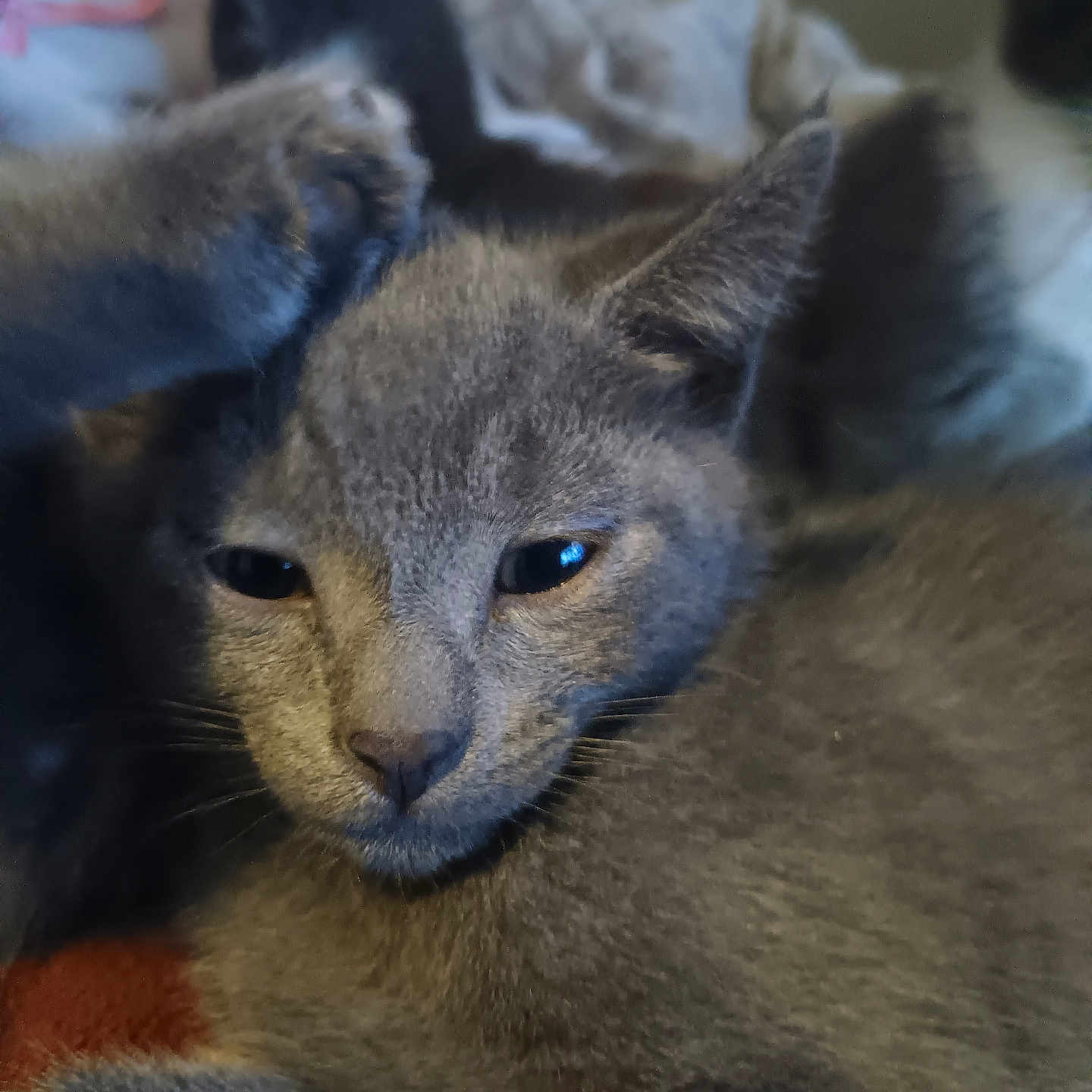 Rambo joined the competition — help win amazing prizes! cat, kitten, gray_cat, feline, pet, animal, paw, ears, whiskers, sleepy, closeup, fur, cute, indoor, resting, cozy, blanket, soft, portrait, young_cat