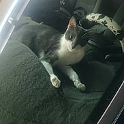 Pollo is registered to the contest to win money with this photo: animal, car_interior, cat, curious, dashboard, feline, glare, gray_and_white, headrest, indoor, paws, pet, portrait, relaxed, seat, steering_wheel, upholstery, whiskers, window_reflection, windshield