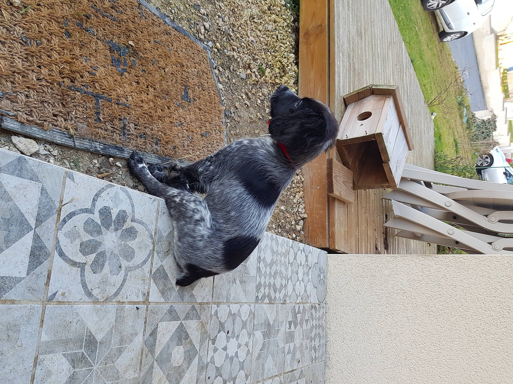 Nash a rejoint le concours — aidez-le/la à gagner de superbes lots ! art, beak, brick, brickwork, building, facade, felidae, grey, house, metal, plant, sculpture, shadow, statue, tail, visual_arts, window, wood, working_animal