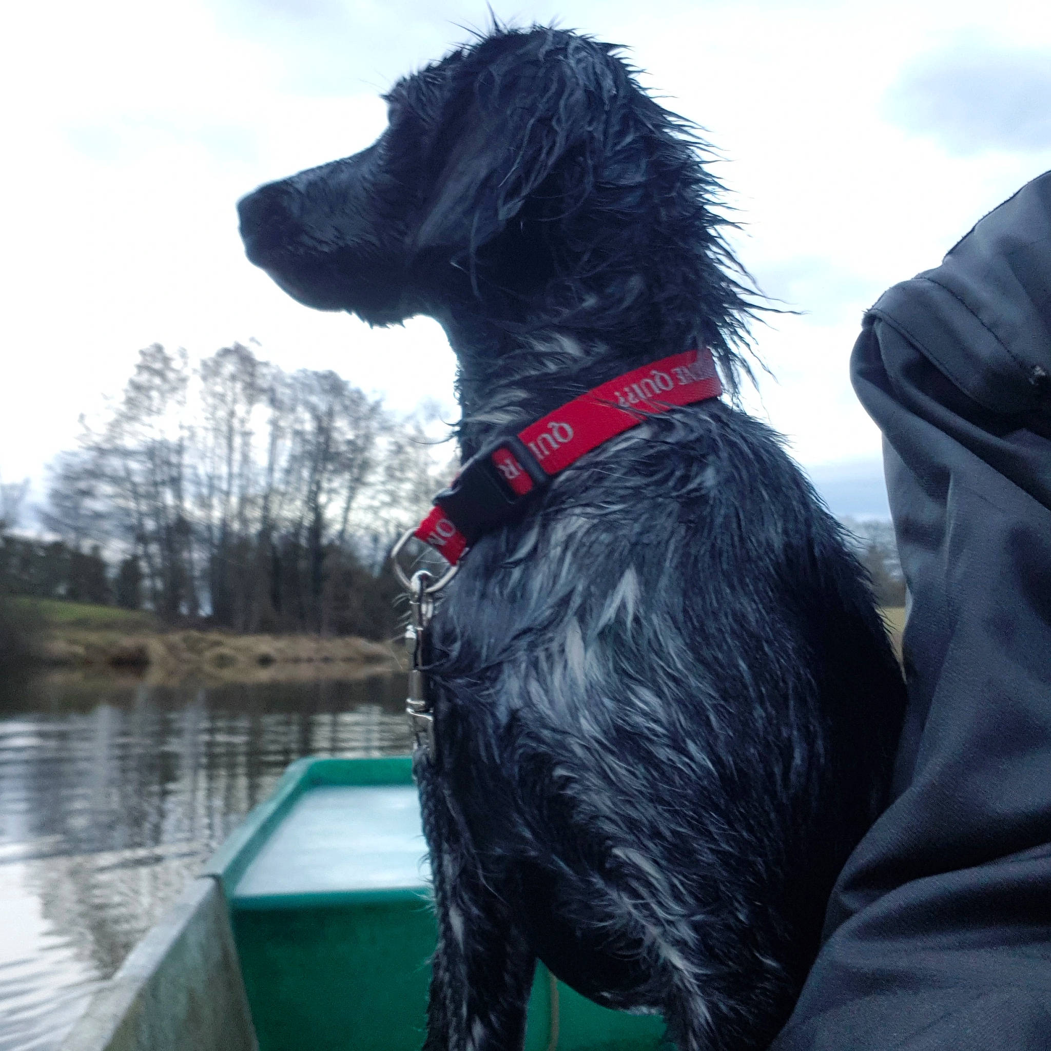 Nash a rejoint le concours — aidez-le/la à gagner de superbes lots ! boat, borador, canidae, carnivore, cloud, collar, companion_dog, dog, dog_breed, dog_collar, giant_dog_breed, gun_dog, lake, liver, retriever, sky, snout, tree, water, working_animal