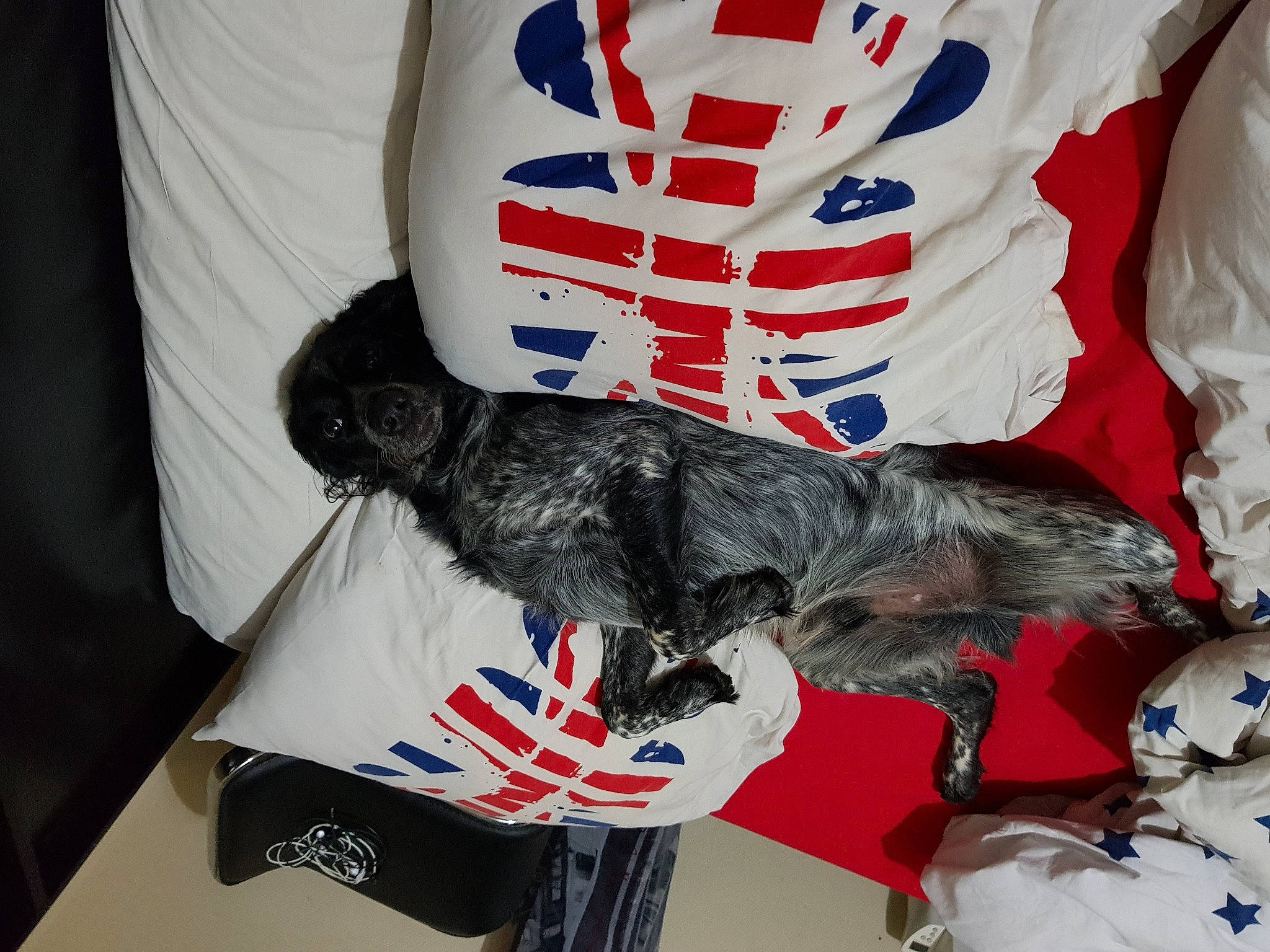 Nash a rejoint le concours — aidez-le/la à gagner de superbes lots ! carmine, curtain, event, flag_of_the_united_states, font, fur, gesture, glove, hat, pattern, personal_protective_equipment, sleeve, sporting_group, sports_gear, sports_uniform, sportswear, t_shirt, tail, uniform, wing