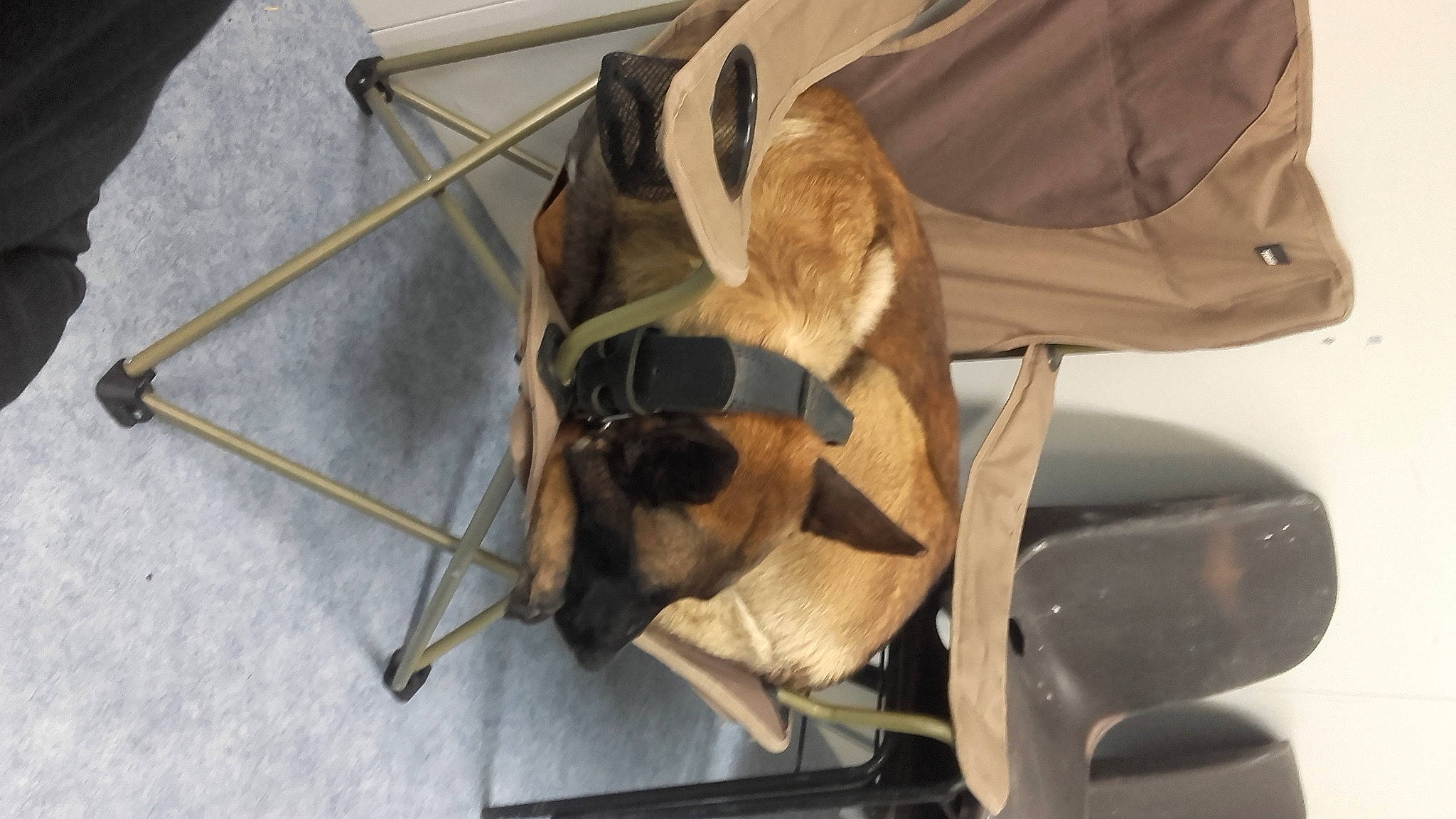 D'Jasper participe au concours pour gagner de l'argent avec cette photo : bag, canidae, carnivore, collar, dog, dog_breed, fawn, flooring, fur, leash, pet_supply, snout, sporting_group, tail, wood, working_animal