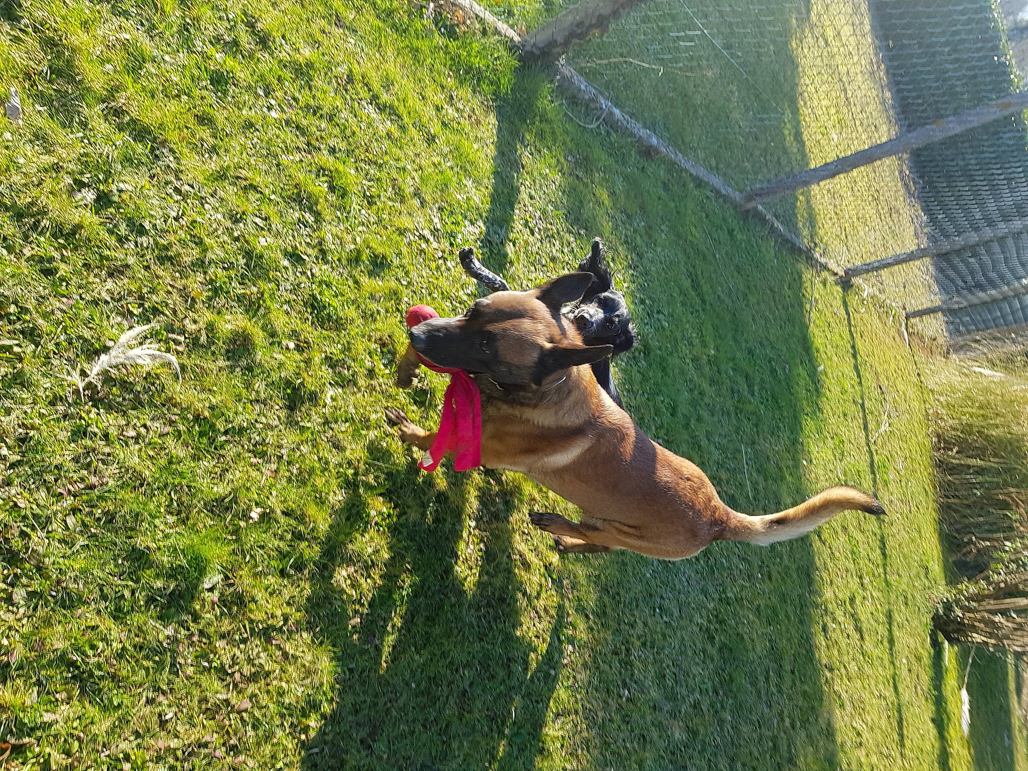 D'Jasper participe au concours pour gagner de l'argent avec cette photo : canidae, carnivore, collar, companion_dog, dog, dog_breed, dog_collar, dog_supply, fawn, fence, grass, groundcover, guard_dog, leash, mesh, pet_supply, plant, sporting_group, tail, tree