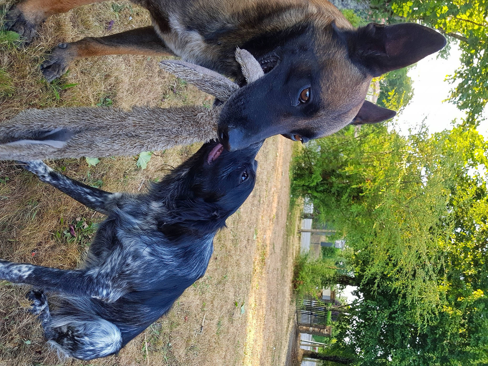 D'Jasper participe au concours pour gagner de l'argent avec cette photo : canidae, carnivore, dog, dog_breed, fawn, fur, grass, guard_dog, hat, hunting_dog, natural_material, plant, snout, sporting_group, tail, terrestrial_animal, tree, trunk, wildlife, working_animal