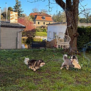 Arès a rejoint le concours — aidez-le/la à gagner de superbes lots ! dog, grass, tree, house, backyard, playful, pets, sunny, daytime, nature, outdoor, animal, fur, chase, leafless_tree, bench, swing_chair, sky, residential_area, garden