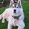 dog, siberian_husky, outdoor, grass, garden, wheelbarrow, flower, greenery, pet, animal, canine, fur, collar, resting, nature, summer, plant, muddy, portrait, quiet