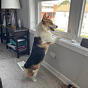 Chilli joined the competition — help win amazing prizes! bright, carpet, corgi, curious, daylight, dog, ears, furniture, happy, home, house, indoor, lamp, looking, pet, shoes, standing, table, tricolor, window