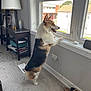 bright, carpet, corgi, curious, daylight, dog, ears, furniture, happy, home, house, indoor, lamp, looking, pet, shoes, standing, table, tricolor, window
