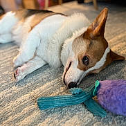 Chilli is registered to the contest to win money with this photo: dog, corgi, indoor, carpet, toy, plush_toy, pet, animal, brown_and_white, lying_down, sniffing, close_up, cute, domestic, fur, ears, nose, floor, relaxed, companion