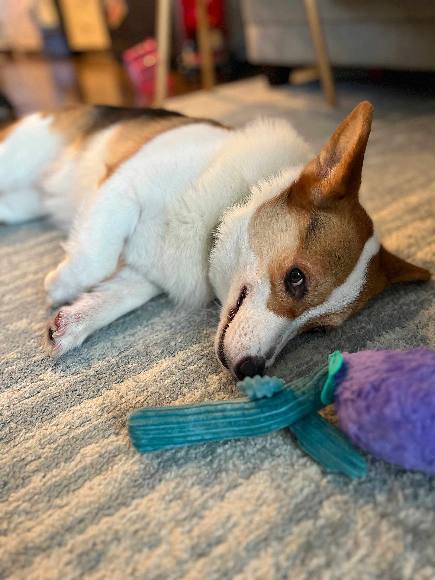Chilli is registered to the contest to win money with this photo: dog, corgi, indoor, carpet, toy, plush_toy, pet, animal, brown_and_white, lying_down, sniffing, close_up, cute, domestic, fur, ears, nose, floor, relaxed, companion