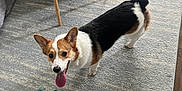 Chilli joined the competition — help win amazing prizes! animal, black, brown, carpet, corgi, cute, dog, ears, fur, home, indoor, living_room, pet, playful, smiling, table, tongue_out, toy, white, wood_floor