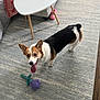animal, black, brown, carpet, corgi, cute, dog, ears, fur, home, indoor, living_room, pet, playful, smiling, table, tongue_out, toy, white, wood_floor