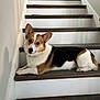 Chilli joined the competition — help win amazing prizes! animal, canine, carpet, companion, corgi, cozy, curious, dog, domestic, ears_up, house, indoor, laying, pet, portrait, resting, stairs, tricolor, white_wall, wooden_stairs