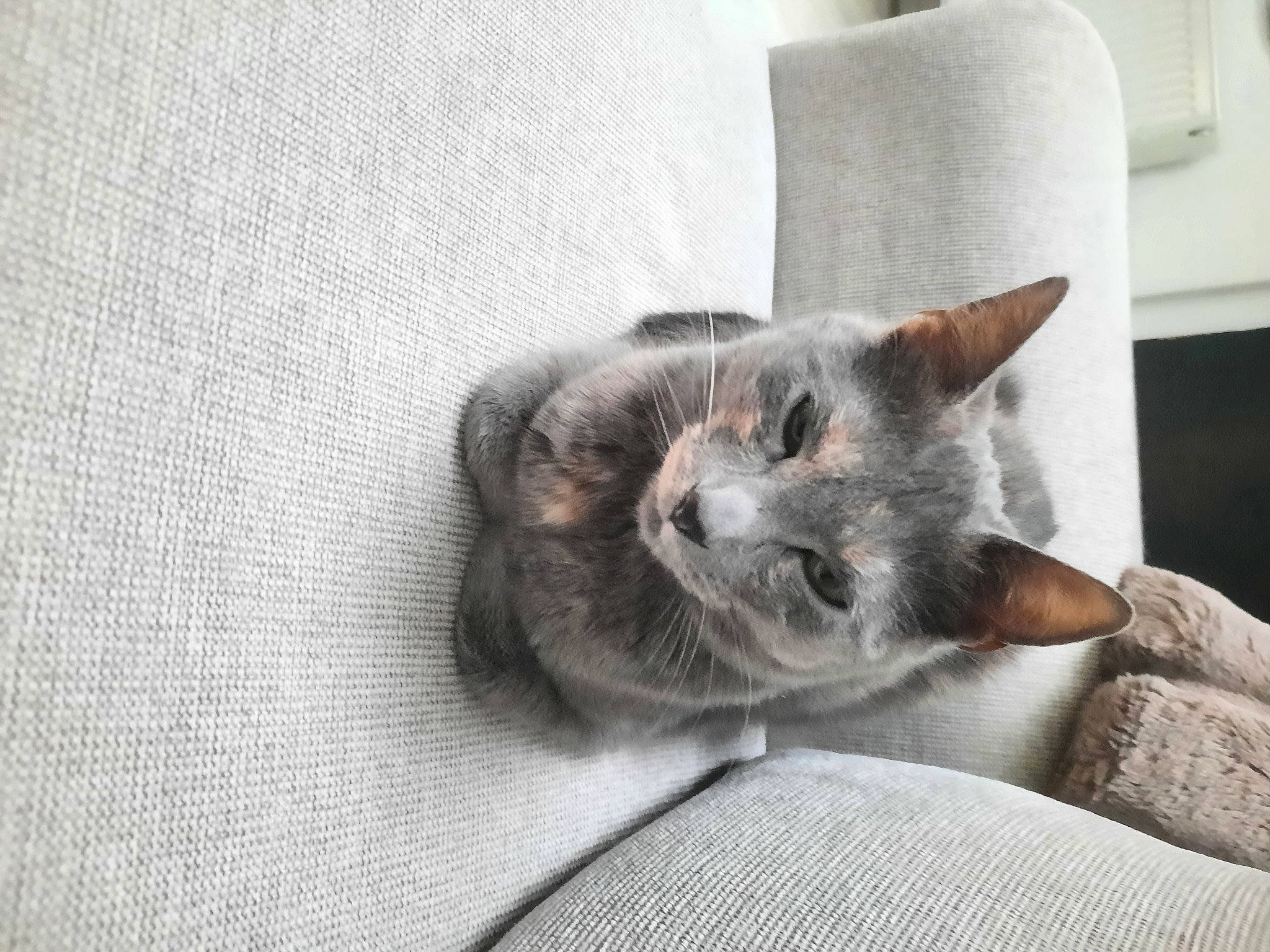 Sushi a rejoint le concours — aidez-le/la à gagner de superbes lots ! carnivore, cat, cat_bed, cat_supply, comfort, domestic_short_haired_cat, felidae, fur, grey, paper_towel, paw, russian_blue, small_to_medium_sized_cats, snout, tail, whiskers