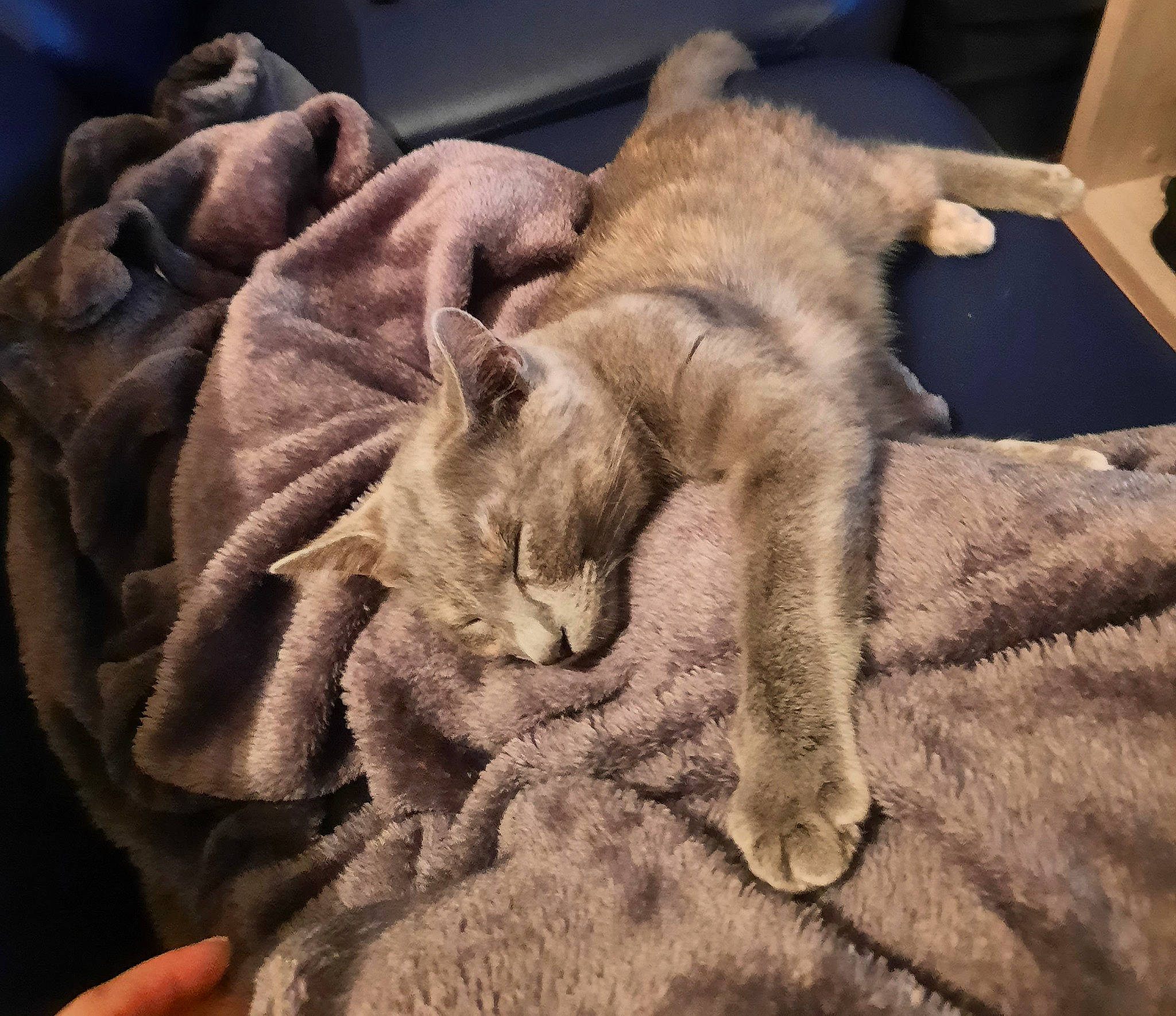 Sushi participe au concours pour gagner de l'argent avec cette photo : carnivore, cat, claw, comfort, domestic_short_haired_cat, ear, fawn, felidae, fur, linens, nap, paw, sand, small_to_medium_sized_cats, snout, tail, whiskers, wood, wool, wrinkle