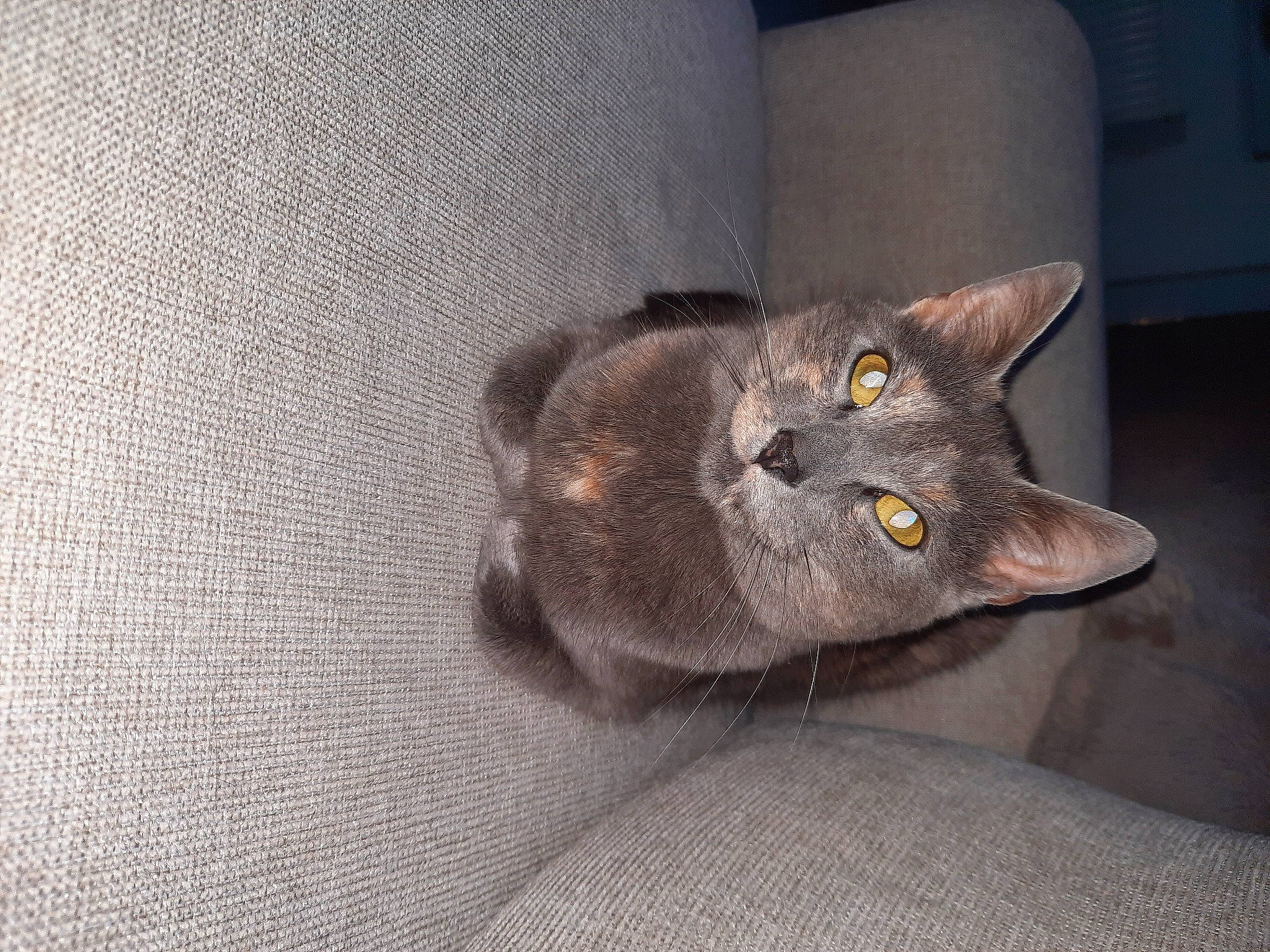 Sushi a rejoint le concours — aidez-le/la à gagner de superbes lots ! black_cat, carnivore, cat, domestic_short_haired_cat, felidae, fur, grey, russian_blue, small_to_medium_sized_cats, snout, tail, whiskers, woven_fabric