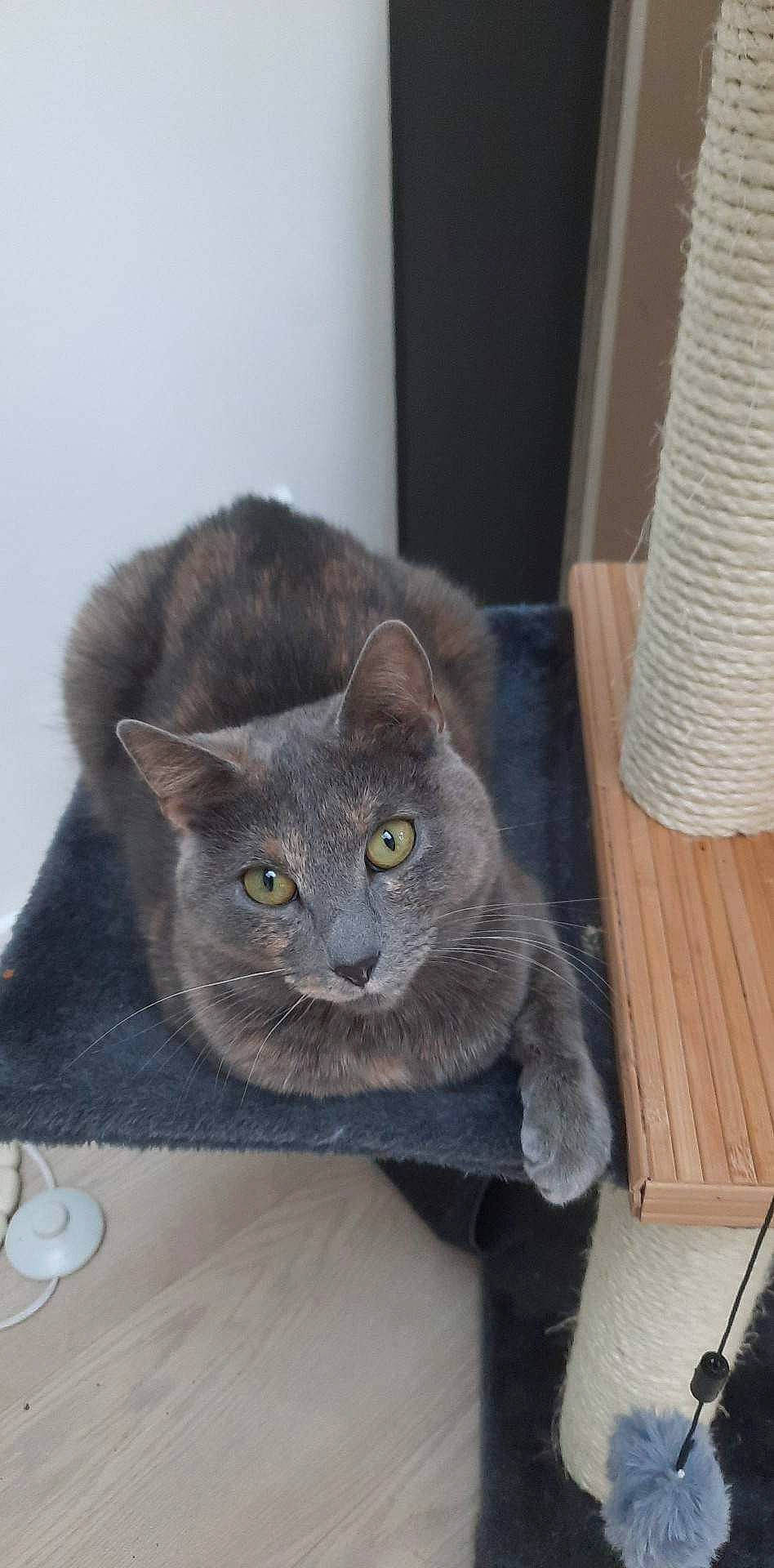 Sushi a rejoint le concours — aidez-le/la à gagner de superbes lots ! carnivore, cat, cat_supply, coffee_cup, dishware, domestic_short_haired_cat, felidae, fur, grey, plate, russian_blue, serveware, small_to_medium_sized_cats, table, tableware, tail, whiskers, window