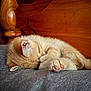 Georgie joined the competition — help win amazing prizes! kitten, sleeping, cat, orange_cat, paw, fur, cozy, bed, blanket, wood, nap, cute, animal, pet, indoor, resting, small, feline, soft, closeup