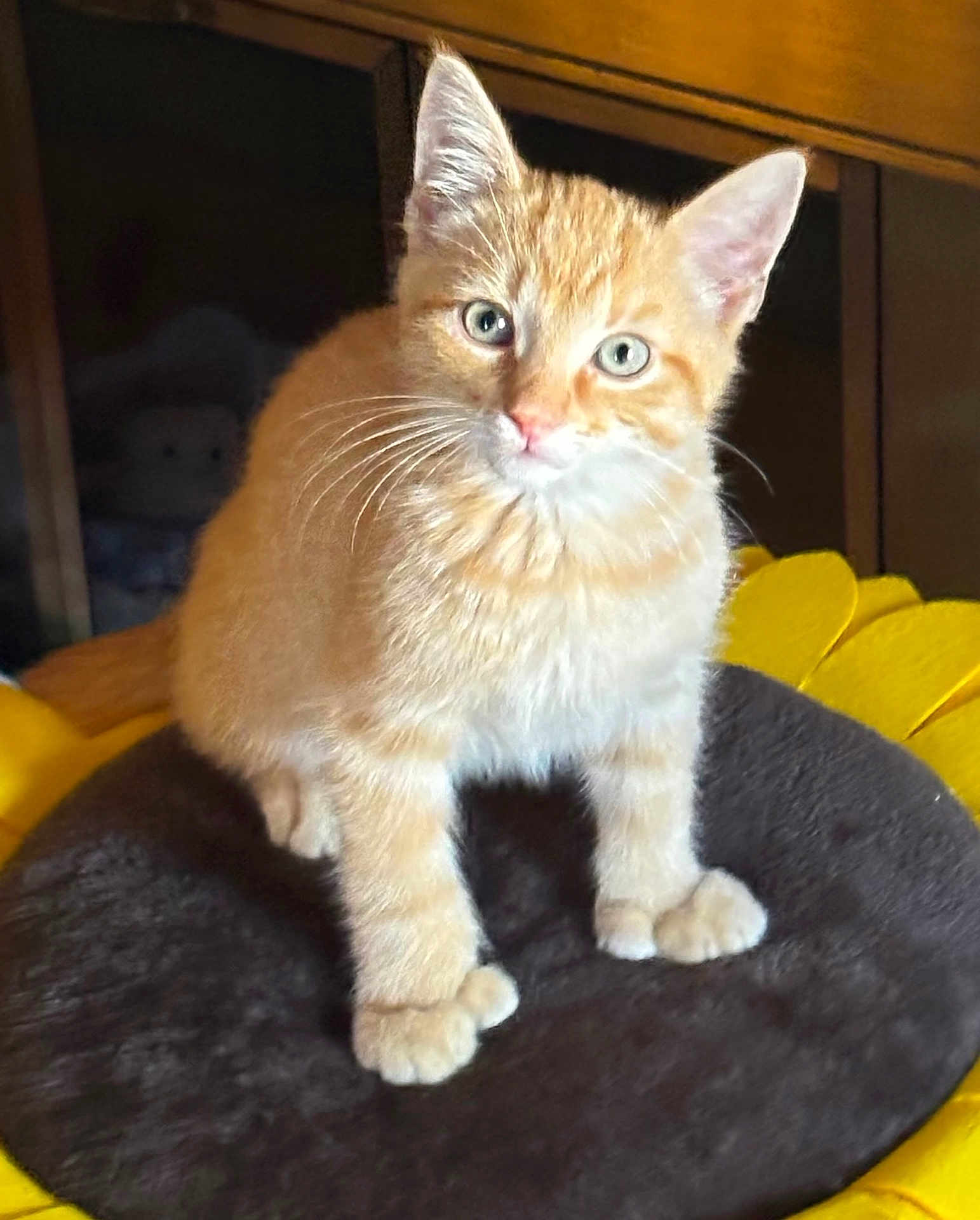 Georgie joined the competition — help win amazing prizes! kitten, cat, orange_tabby, pet, animal, cute, feline, whiskers, ears, green_eyes, fur, sitting, indoor, cushion, flower_shaped, yellow, soft, adorable, curious, young