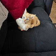 Georgie is registered to the contest to win money with this photo: kitten, orange_cat, blue_eyes, stuffed_toy, black_couch, red_pillow, indoor, pet, small_animal, cute, feline, fur, playful, domestic_cat, resting, home_interior, soft_toy, animal, young, cozy