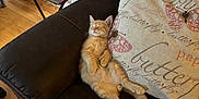 Georgie is registered to the contest to win money with this photo: kitten, cat, sleeping, couch, pillow, butterfly, remote_control, side_table, doily, wood_floor, indoor, brown, orange, pet, furniture, cozy, resting, animal, domestic, relaxing