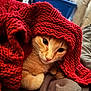 Georgie is registered to the contest to win money with this photo: cat, orange_cat, blanket, red_blanket, cozy, knitted, pet, fur, cute, indoor, resting, paw, whiskers, snug, warm, animal, sleepy, relaxed, closeup, comfort