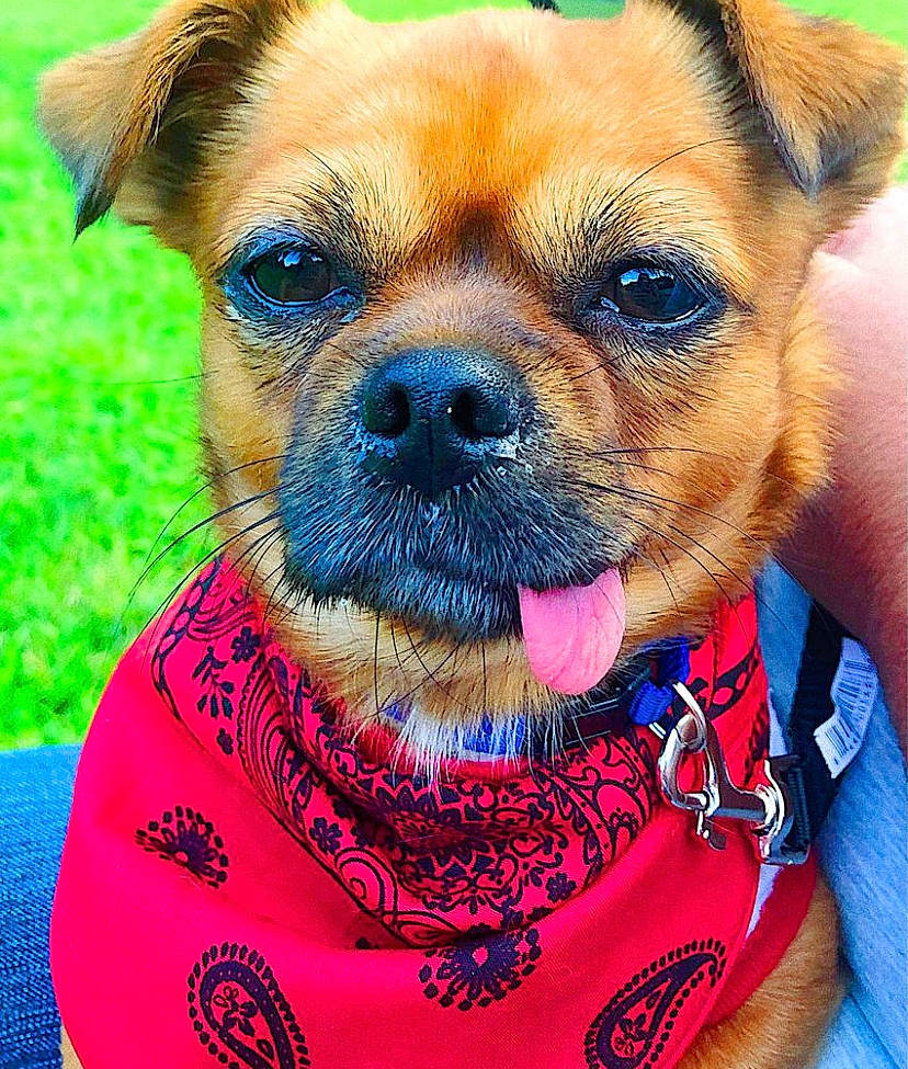 Dexter is registered to the contest to win money with this photo: blue, canidae, carnivore, close_up, collar, companion_dog, dog, dog_breed, dog_collar, dog_supply, electric_blue, fawn, fur, pet_supply, plant, snout, sporting_group, toy_dog, whiskers, working_animal