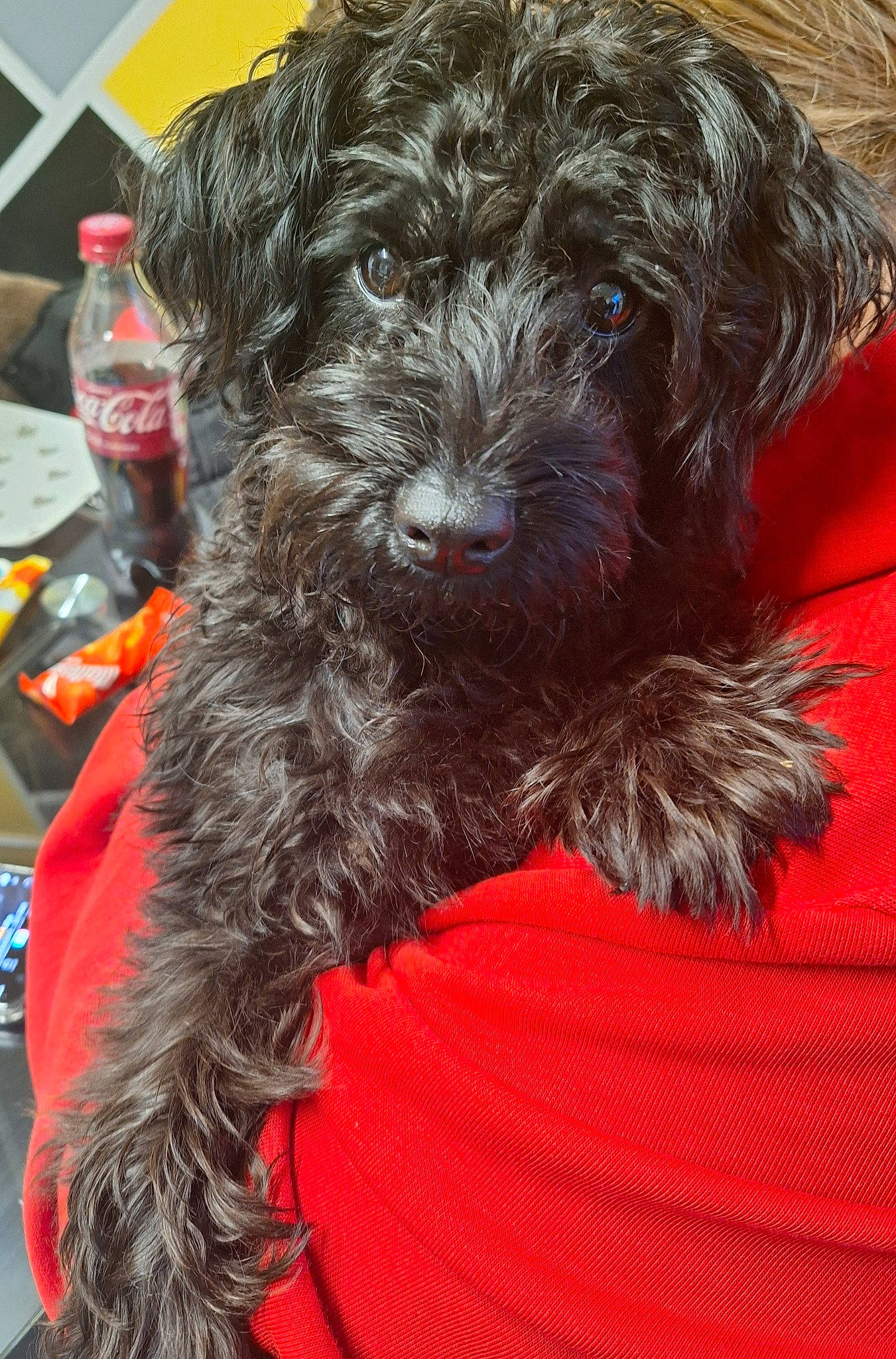 Nala is registered to the contest to win money with this photo: bottle, canidae, carnivore, companion_dog, dog, dog_breed, dog_collar, dog_supply, fur, liver, non_sporting_group, plastic_bottle, small_terrier, sporting_group, terrier, toy_dog, water_bottle, water_dog, working_animal, yorkipoo