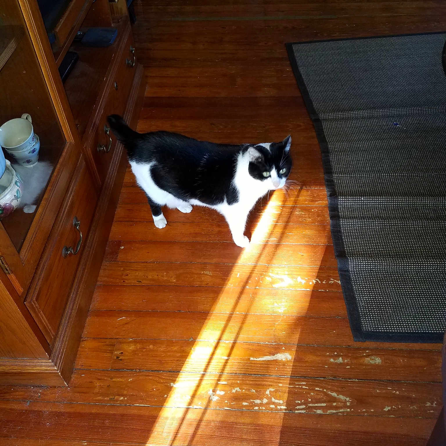 Snoopdog joined the competition — help win amazing prizes! canidae, carnivore, cat, felidae, floor, flooring, hardwood, laminate_flooring, plywood, room, small_to_medium_sized_cats, table, tail, whiskers, wood, wood_flooring