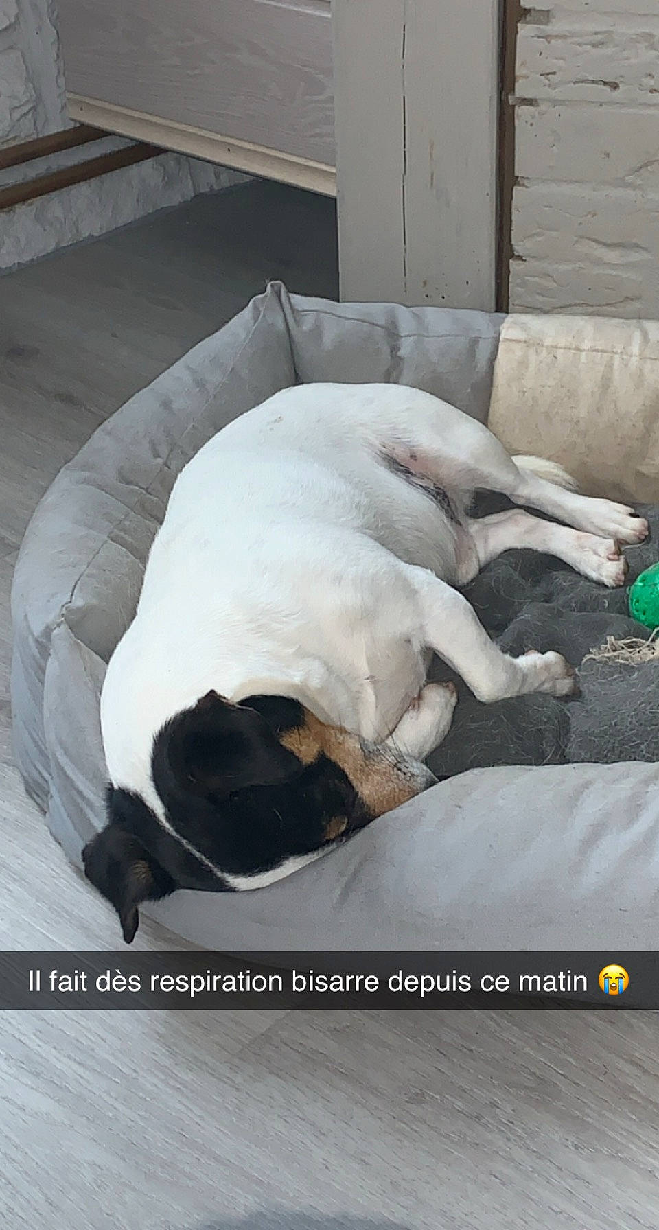 Ioko participe au concours pour gagner de l'argent avec cette photo : carnivore, collar, comfort, companion_dog, dog, dog_breed, dog_collar, dog_supply, fawn, flooring, fur, linens, non_sporting_group, paw, pet_supply, sporting_group, tail, terrestrial_animal, working_animal