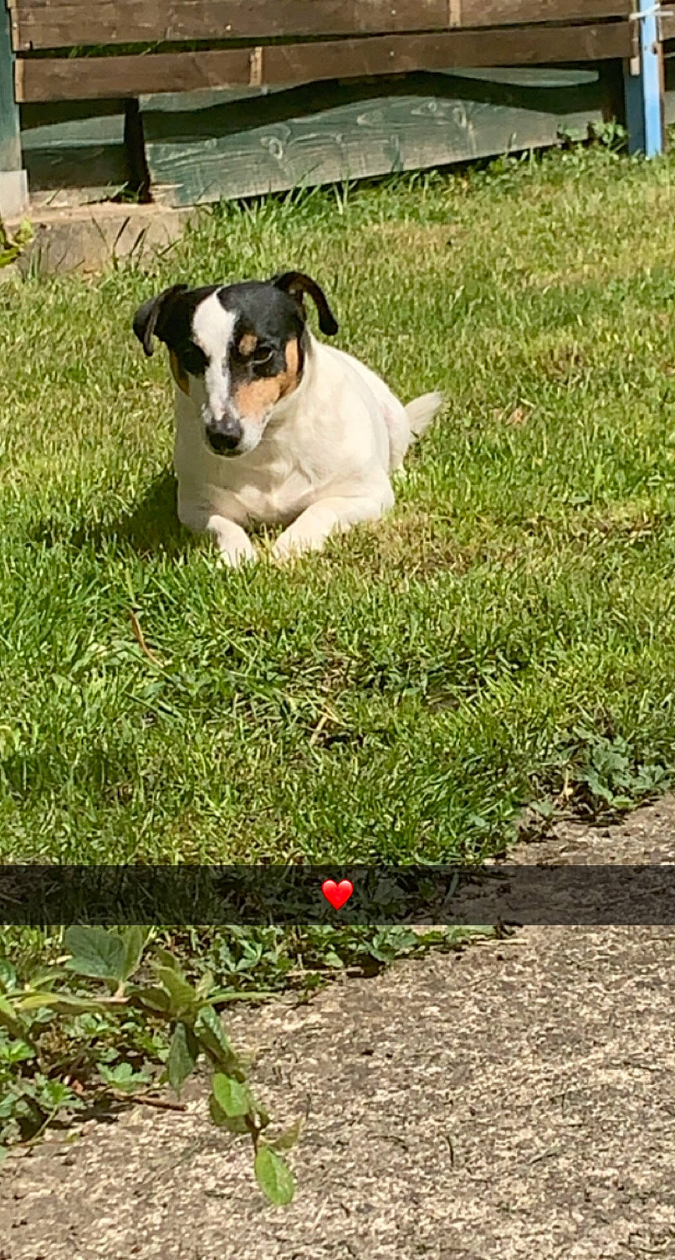 Ioko participe au concours pour gagner de l'argent avec cette photo : canidae, carnivore, companion_dog, dog, dog_breed, garden, grass, grassland, groundcover, non_sporting_group, pasture, plant, shadow, soil, sporting_group, tail, terrestrial_animal, terrier, working_animal, working_dog