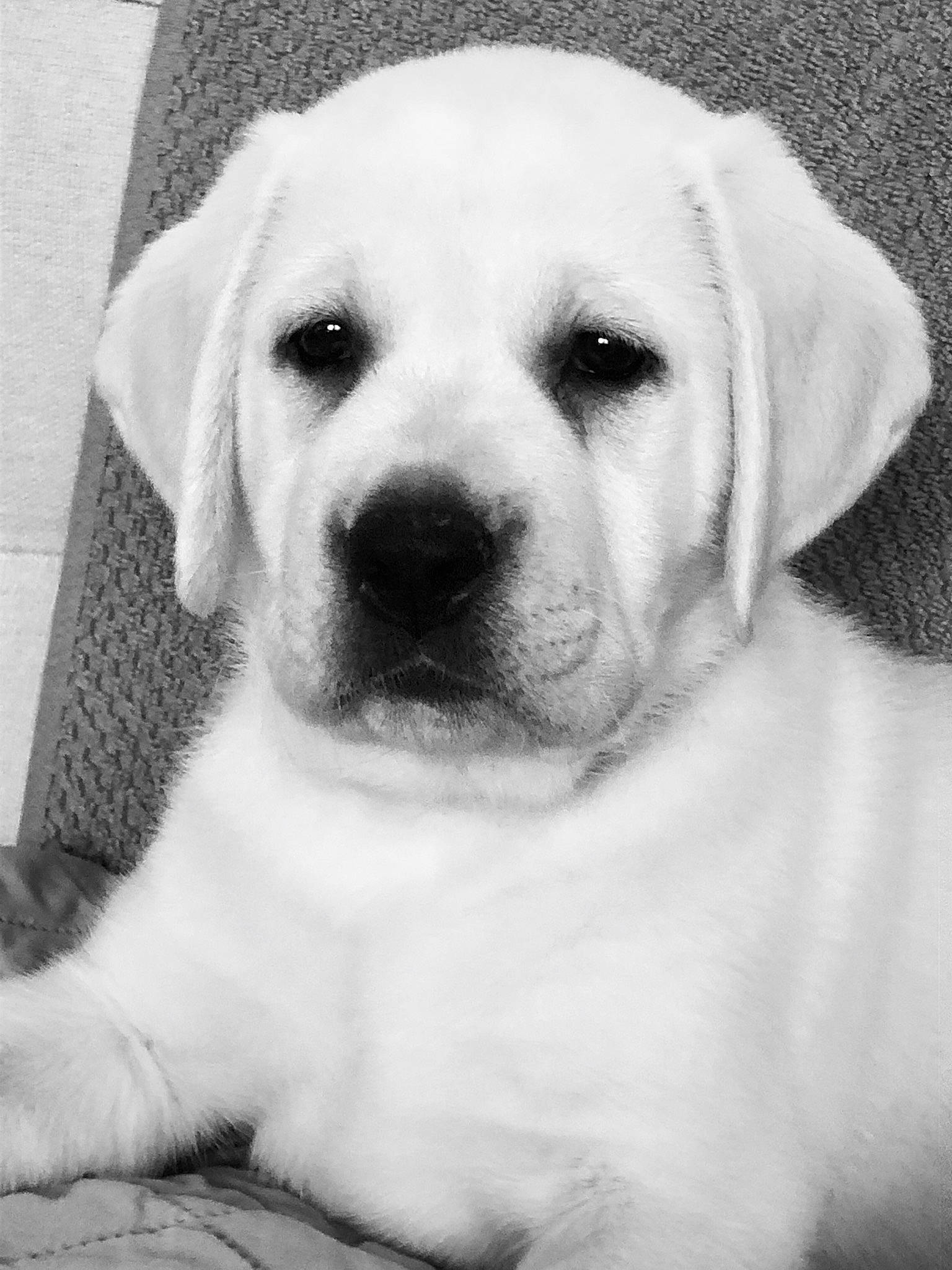 Halley is registered to the contest to win money with this photo: black_and_white, canidae, carnivore, companion_dog, dog, dog_breed, eye, labrador_retriever, mammal, photography, puppy, puppy_love, rare_breed_dog, retriever, skin, snout, sporting_group, vertebrate, whiskers, white