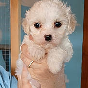 Abys participe au concours pour gagner de l'argent avec cette photo : puppy, dog, white, fluffy, cute, hand, ring, portrait, closeup, indoor, pet, animal, young, small, furry, adorable, face, background, blue, clouds