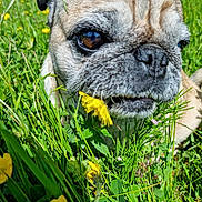 Zeppo a rejoint le concours — aidez-le/la à gagner de superbes lots ! animal, bird, bulldog, canine, daisy, dog, field, flower, grass, grassland, herbal, herbs, leaf, nature, outdoors, pet, petal, plant, pug, puppy
