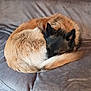 dog, curled_up, sleeping, fur, brown, black, couch, indoor, pet, cozy, resting, animal, snuggling, home, soft, furry, laying, relaxed, domestic, companion