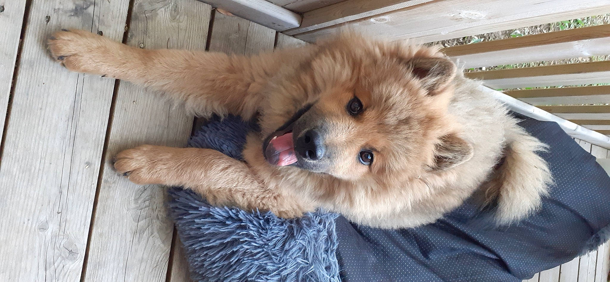 Ténor participe au concours pour gagner de l'argent avec cette photo : ancient_dog_breeds, canidae, carnivore, claw, companion_dog, dog, dog_breed, dog_supply, fawn, fur, german_spitz_mittel, liver, non_sporting_group, paw, puppy, spitz, sporting_group, terrestrial_animal, whiskers, working_animal