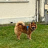 brown_fur, building, canine, daytime, dog, ears, fence, fluffy, grass, happy, harness, lawn, leash, nature, outdoor, pet, smiling, standing, tail, window