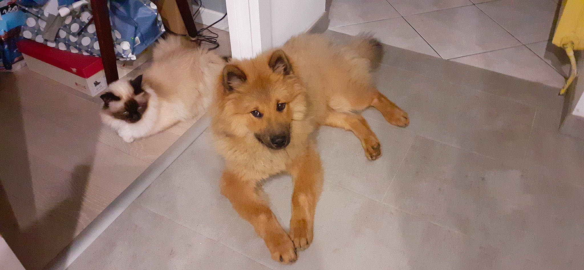 Ténor a rejoint le concours — aidez-le/la à gagner de superbes lots ! canidae, companion_dog, dog, dog_breed, dog_supply, event, fawn, flooring, fur, hardwood, liver, non_sporting_group, snout, sporting_group, tail, tile_flooring, working_animal, working_dog