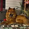blanket, brown, canine, couch, cozy, dog, domestic_animal, fur, furniture, furry, happy, home, indoor, pet, plant, relaxed, shelf, sitting, tongue_out, window