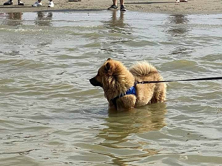 Ténor participe au concours pour gagner de l'argent avec cette photo : bathing, canidae, carnivore, companion_dog, dog, dog_breed, fawn, guard_dog, gun_dog, lake, leash, liver, pack_animal, pet_supply, retriever, sporting_group, water, wildlife, working_animal, working_dog